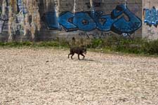 Ambleteuse, Mur de l'Atlantique